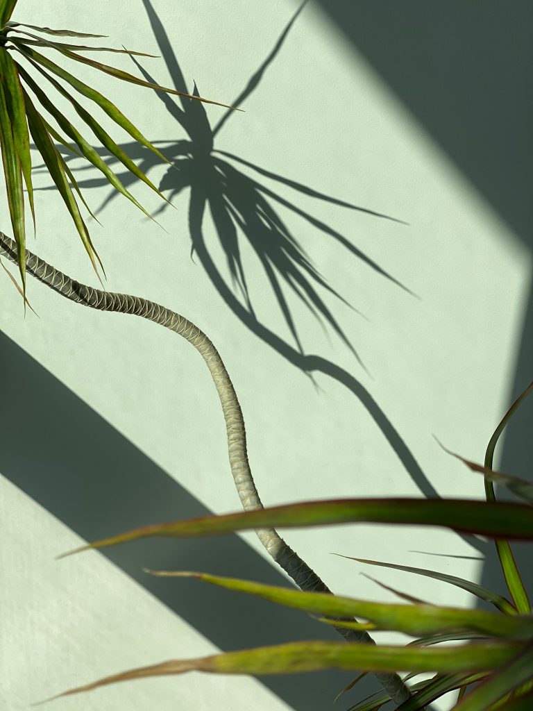 Plante verte dans le cabinet de sophrologie